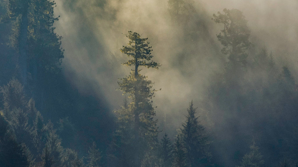 Welcome to the Bloom Journal