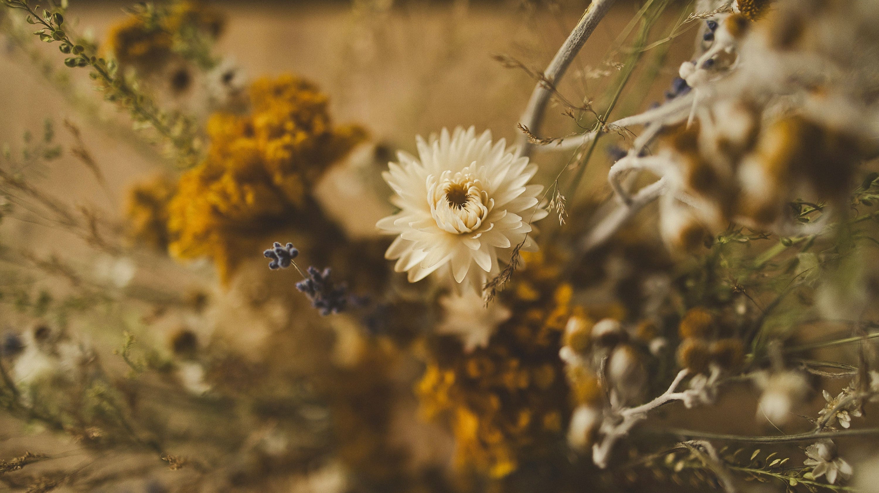 The Truth About Dried vs. Preserved Flowers: Why It Matters