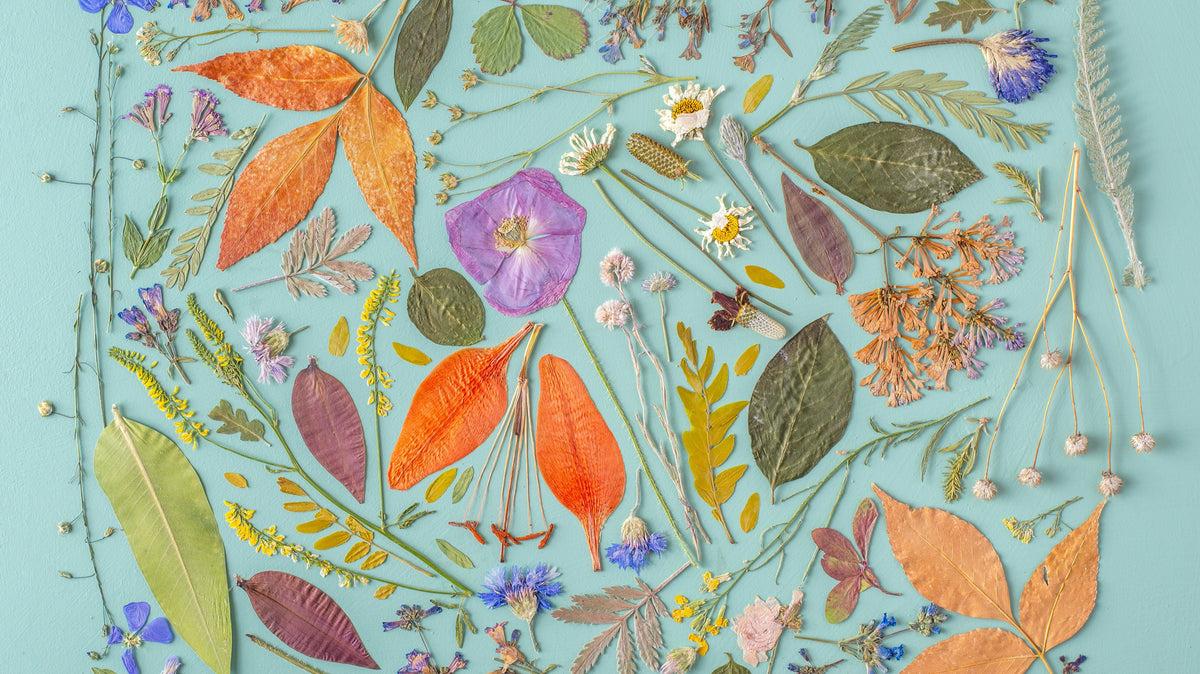 What's the BEST method to preserve flowers?
