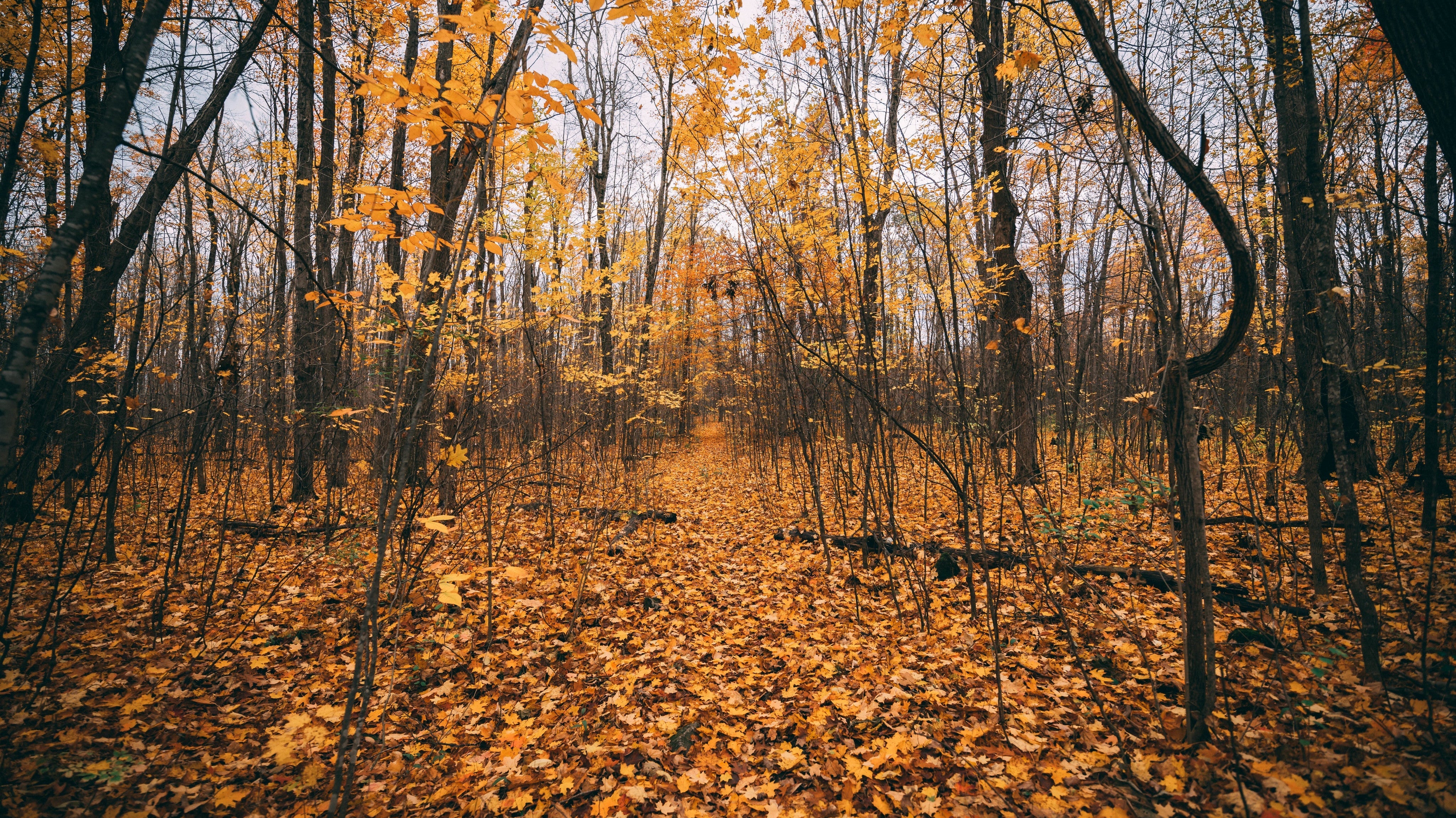 About Orchid & Pine's Seasonal Giveaways