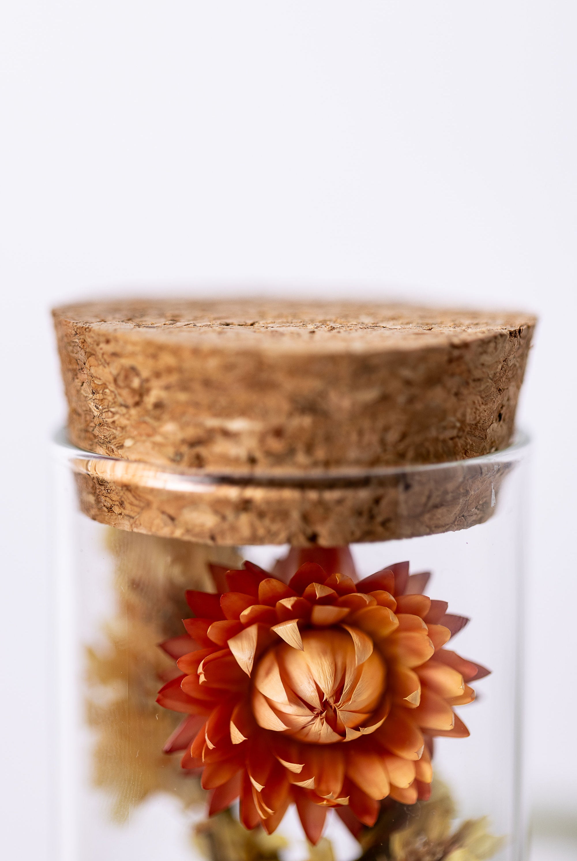 Dried Flower Herbarium - Aragonite Star Cluster Earth Vessel - MEDIUM - lid detail