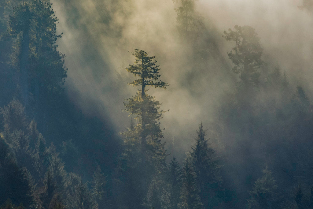 Welcome to the Bloom Journal