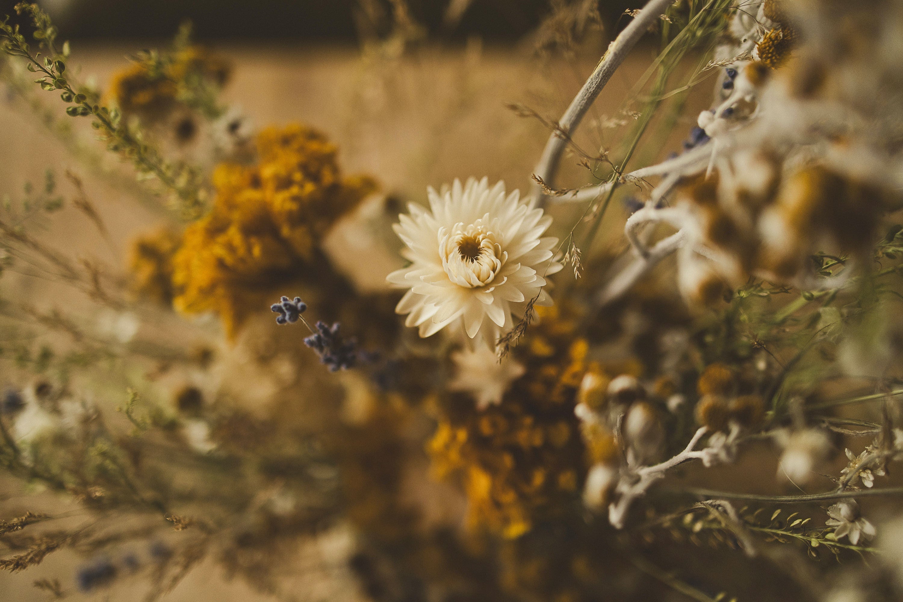 The Truth About Dried vs. Preserved Flowers: Why It Matters