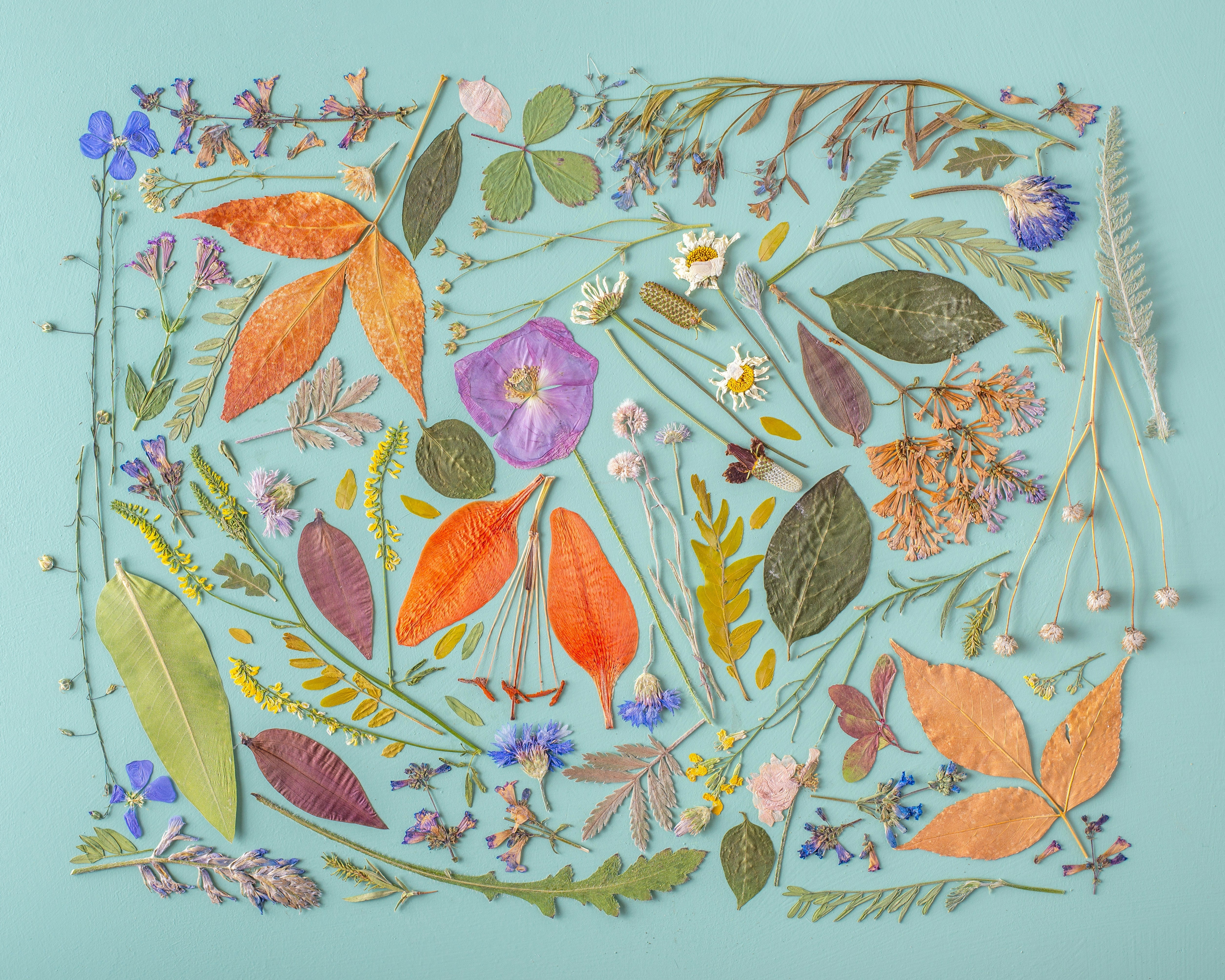 What's the BEST method to preserve flowers?