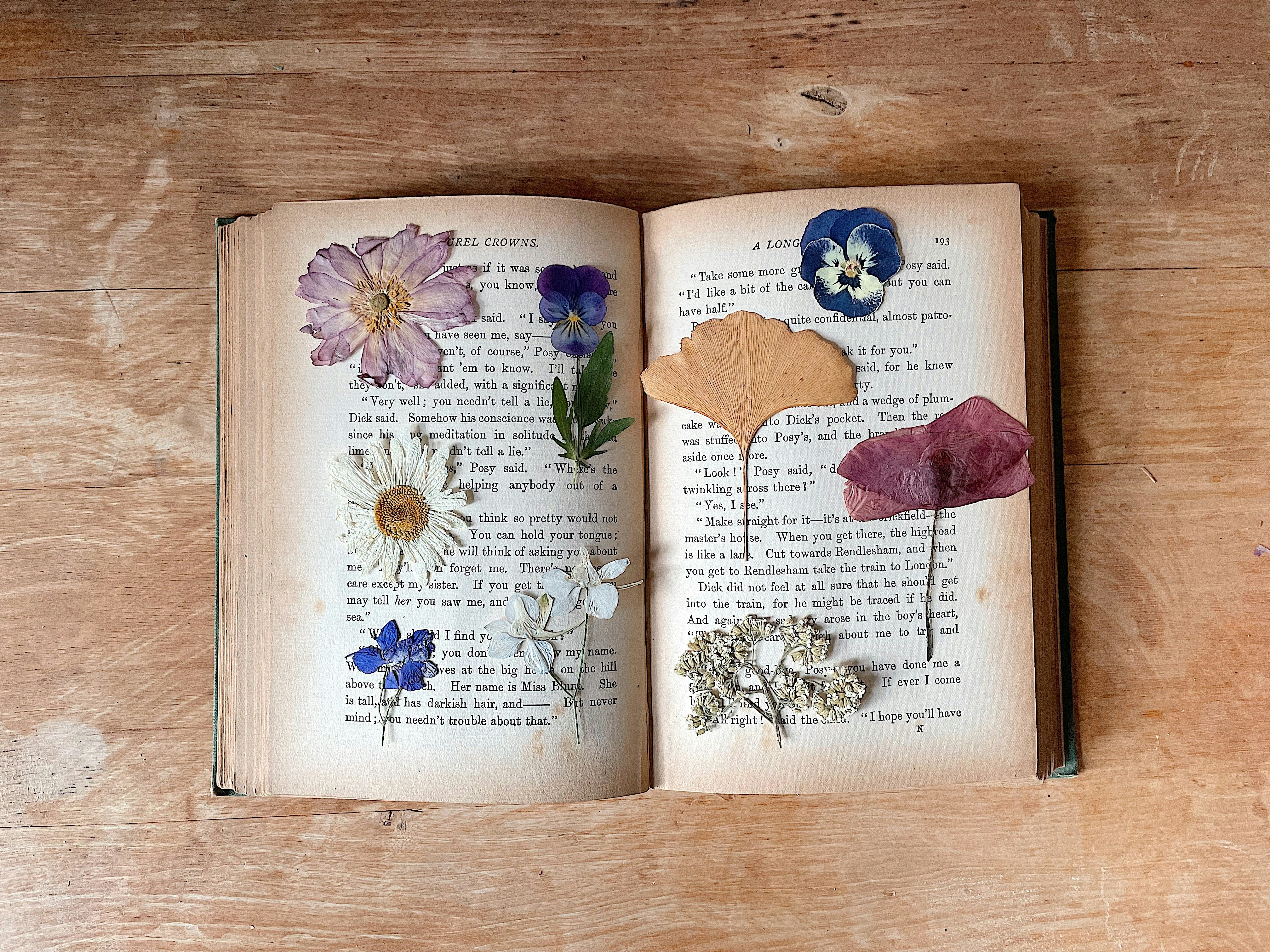 What to plant now for spring flowers in your press
