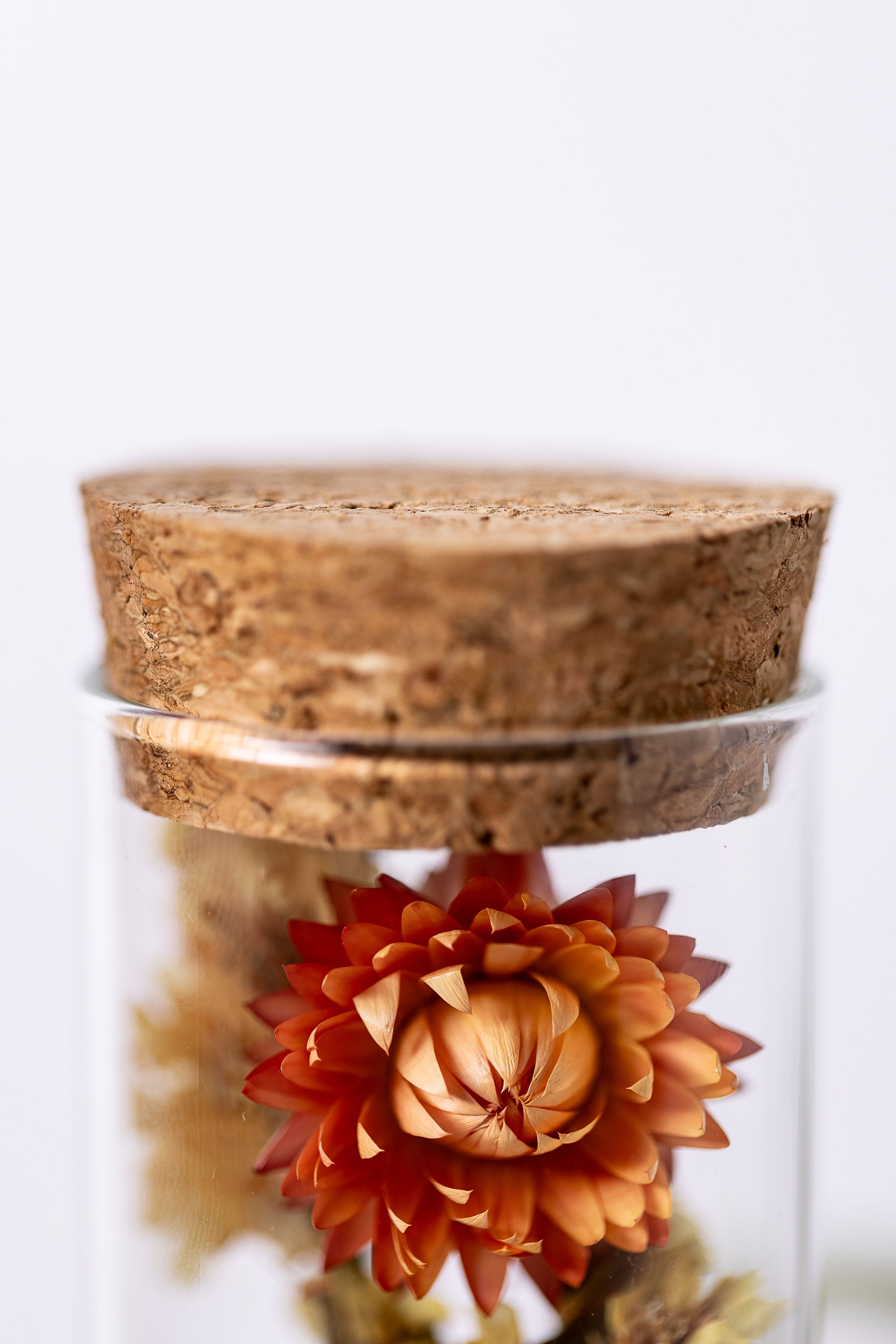Dried Flower Herbarium - Aragonite Star Cluster Earth Vessel - MEDIUM - lid detail