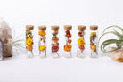 Dried Flower Herbarium - Apophyllite Earth Vessel - MINI - assorted flowers